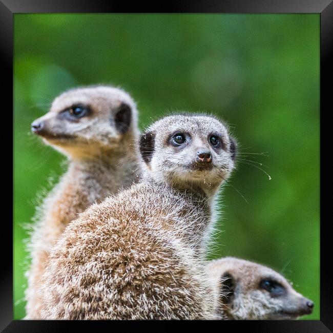 Square crop meerkats on sentry duty Framed Print by Jason Wells