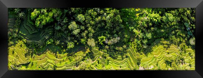 Tegallalang Rice Terrace aerial bali indonesia Framed Print by Sonny Ryse