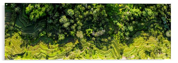 Tegallalang Rice Terrace aerial bali indonesia Acrylic by Sonny Ryse
