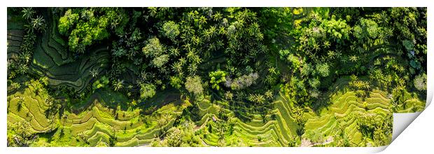Tegallalang Rice Terrace aerial bali indonesia Print by Sonny Ryse
