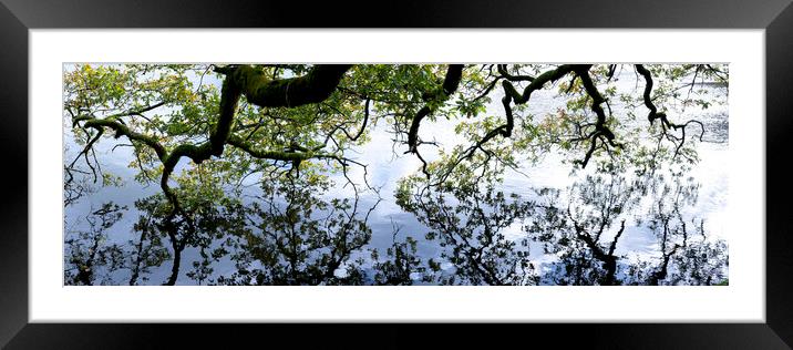 Oak Tree reflecting in a lake Framed Mounted Print by Sonny Ryse