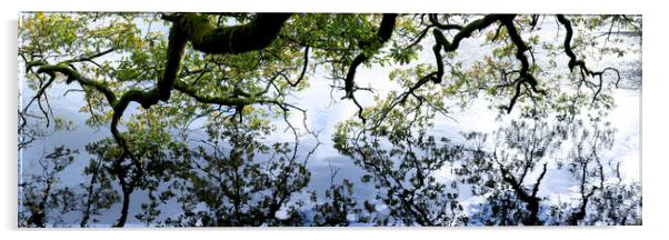 Oak Tree reflecting in a lake Acrylic by Sonny Ryse