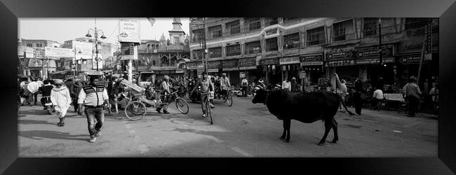 Varanasi street scene india with cows Black and white Framed Print by Sonny Ryse
