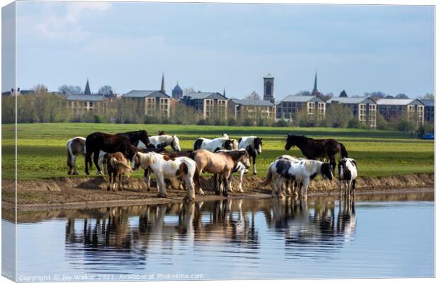 A herd of horses on Port Meadow, Oxford ,England  Canvas Print by Joy Walker