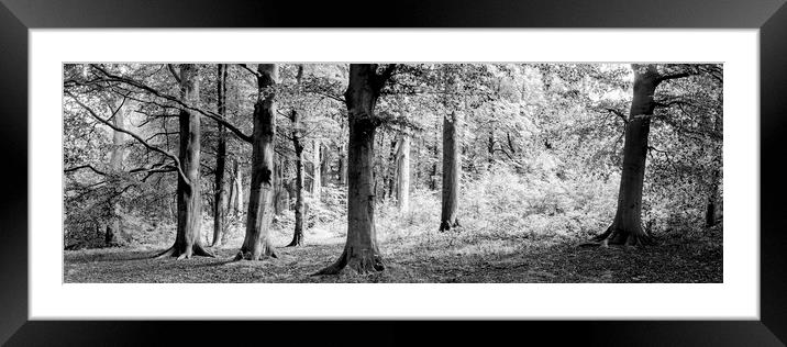 Yorkshire Midderdale Woodland black and white Framed Mounted Print by Sonny Ryse