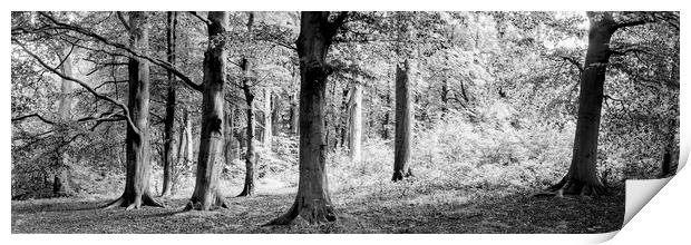 Yorkshire Midderdale Woodland black and white Print by Sonny Ryse