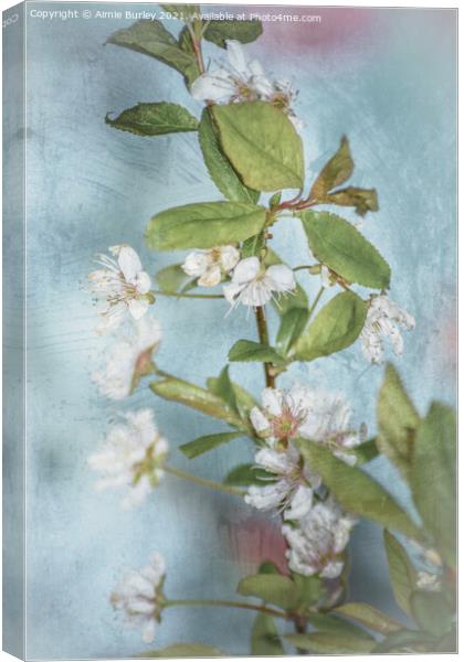 White blossom Canvas Print by Aimie Burley