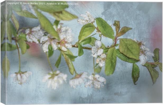 White blossom on blue Canvas Print by Aimie Burley