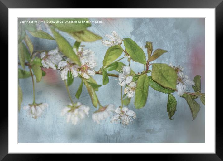 White blossom on blue Framed Mounted Print by Aimie Burley