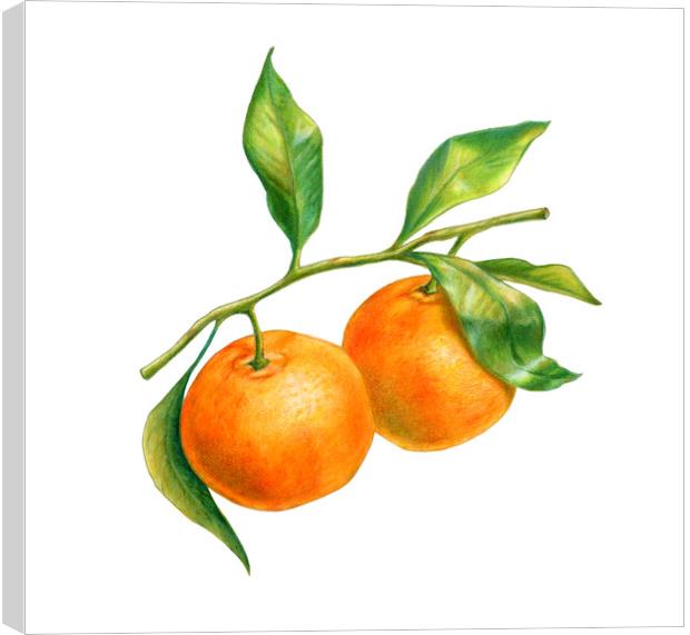 Two tangerines on a branch with leaves Canvas Print by Andrea Danti