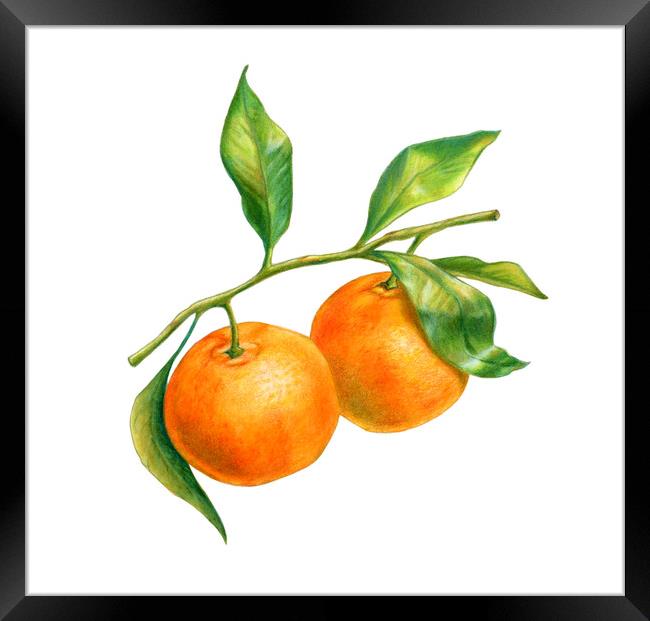 Two tangerines on a branch with leaves Framed Print by Andrea Danti