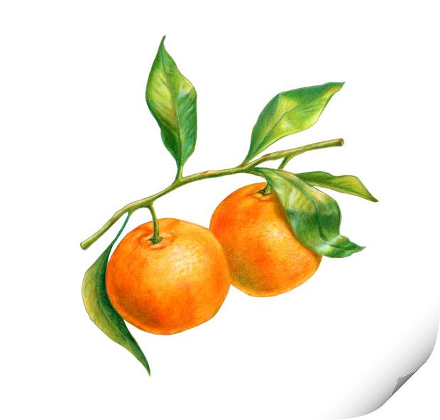 Two tangerines on a branch with leaves Print by Andrea Danti