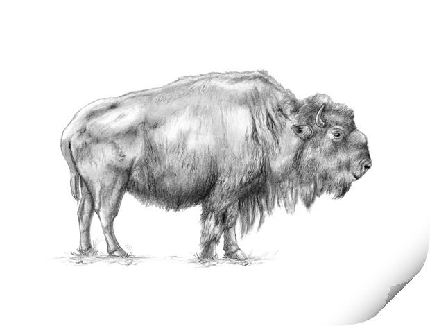 American bison Print by Andrea Danti