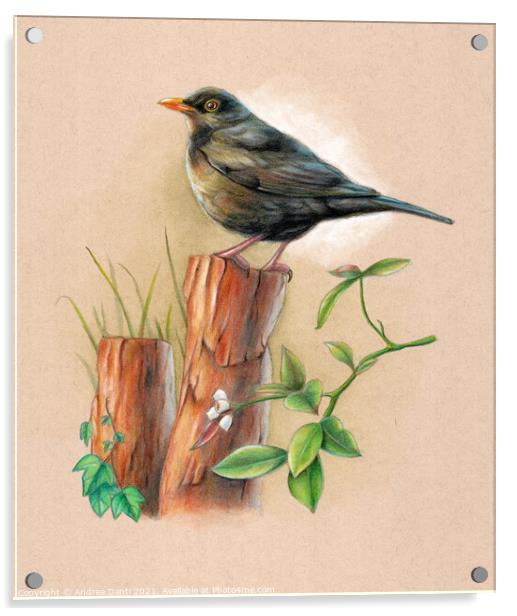 Blackbird on a wood pole Acrylic by Andrea Danti