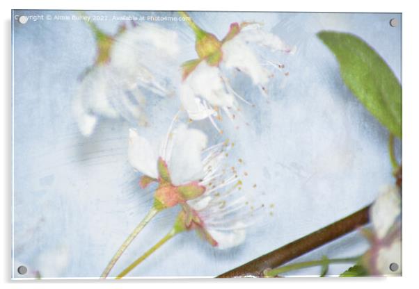 Blossom close up Acrylic by Aimie Burley