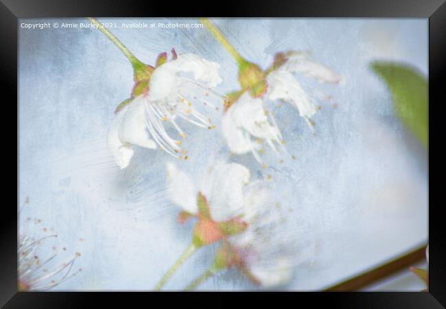 White blossom close up Framed Print by Aimie Burley