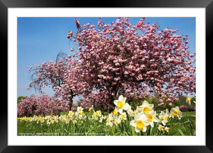 Daffodils and Sping Blossom at Harrogate Framed Mounted Print by Mark Sunderland