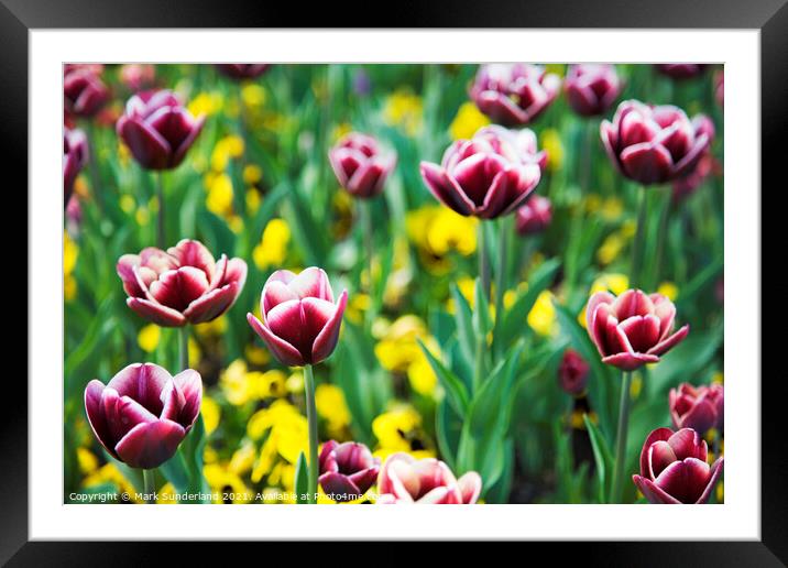 Spring Flowers at Valley Gardens Harrogate Framed Mounted Print by Mark Sunderland