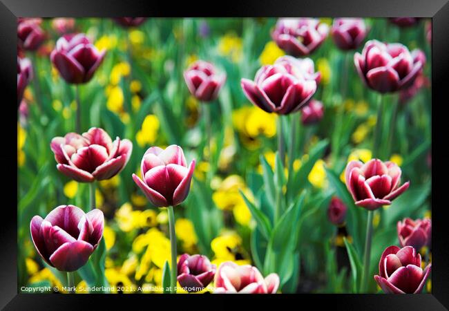 Spring Flowers at Valley Gardens Harrogate Framed Print by Mark Sunderland