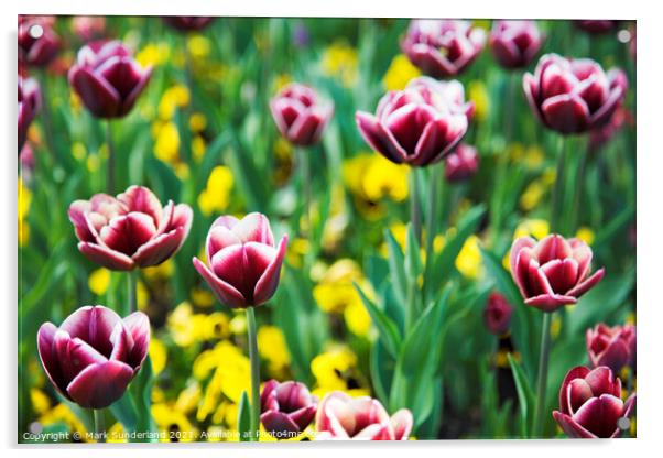 Spring Flowers at Valley Gardens Harrogate Acrylic by Mark Sunderland