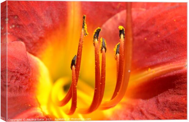 Yellow and red daylily flower - close up Canvas Print by Paulina Sator
