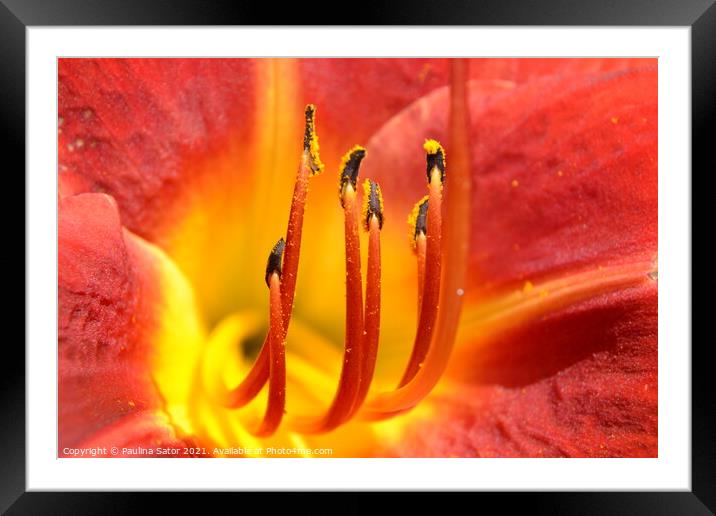 Yellow and red daylily flower - close up Framed Mounted Print by Paulina Sator