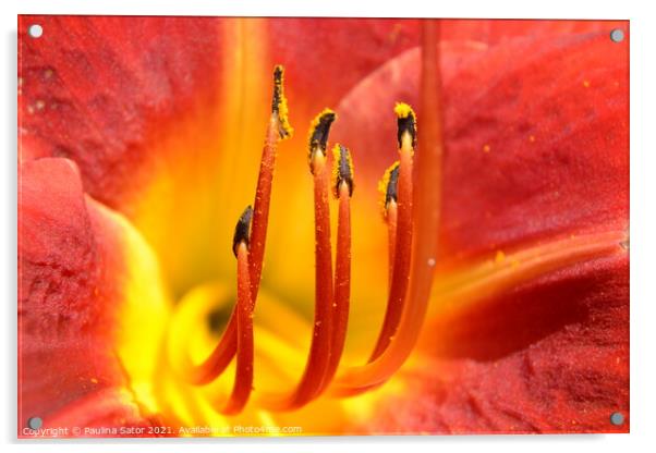 Yellow and red daylily flower - close up Acrylic by Paulina Sator