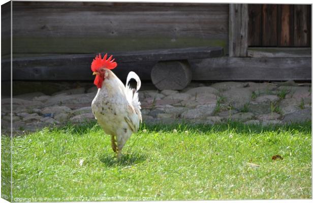 White rooster in a rural yard Canvas Print by Paulina Sator