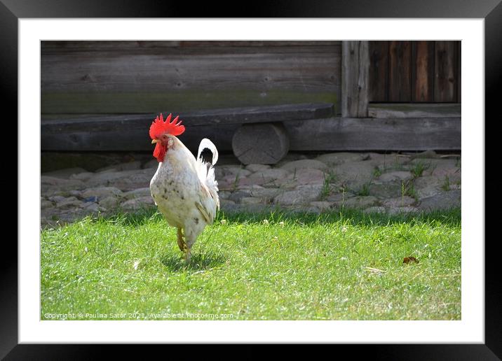 White rooster in a rural yard Framed Mounted Print by Paulina Sator