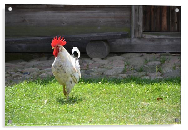 White rooster in a rural yard Acrylic by Paulina Sator