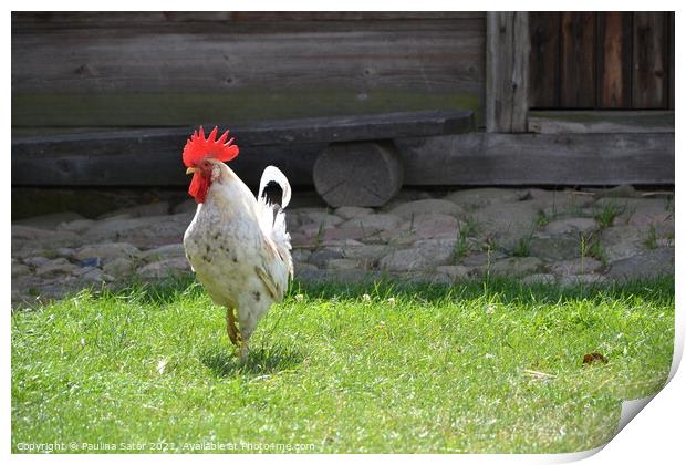 White rooster in a rural yard Print by Paulina Sator