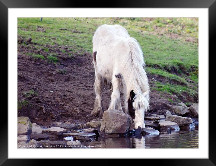 Thirsty horse Framed Mounted Print by craig hopkins