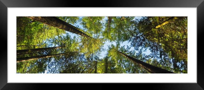 Looking up in the Rain Forest Framed Mounted Print by Sonny Ryse