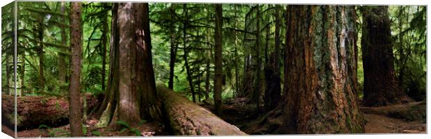 GIANTS - CANADA PACIFIC RIM VANCOUVER ISLAND RAIN FOREST Canvas Print by Sonny Ryse
