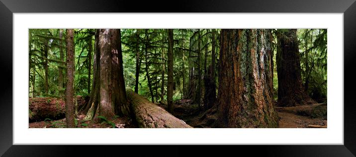 GIANTS - CANADA PACIFIC RIM VANCOUVER ISLAND RAIN FOREST Framed Mounted Print by Sonny Ryse