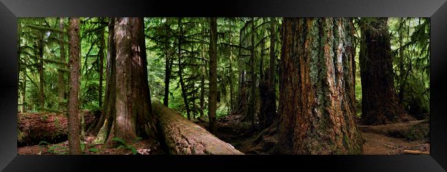 GIANTS - CANADA PACIFIC RIM VANCOUVER ISLAND RAIN FOREST Framed Print by Sonny Ryse