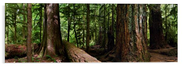 GIANTS - CANADA PACIFIC RIM VANCOUVER ISLAND RAIN FOREST Acrylic by Sonny Ryse