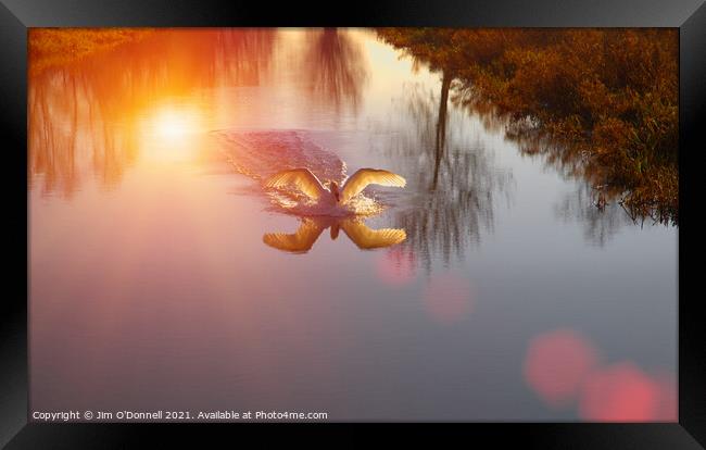 Swan landing on river Framed Print by Jim O'Donnell