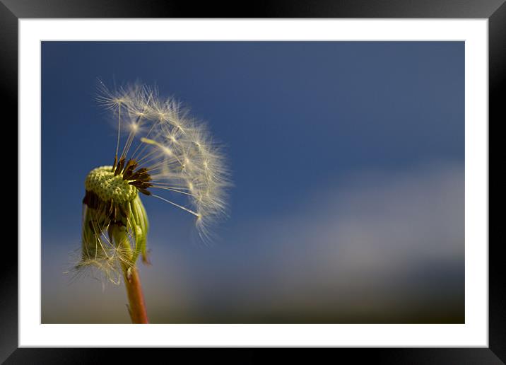 Almost Gone With The Wind Framed Mounted Print by Dave Menzies