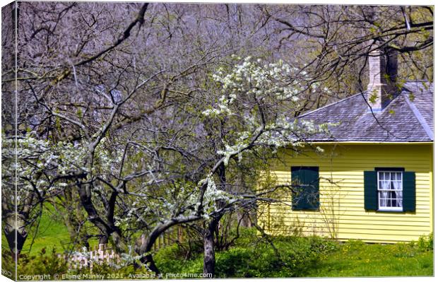 Yellow House in Spring  Canvas Print by Elaine Manley