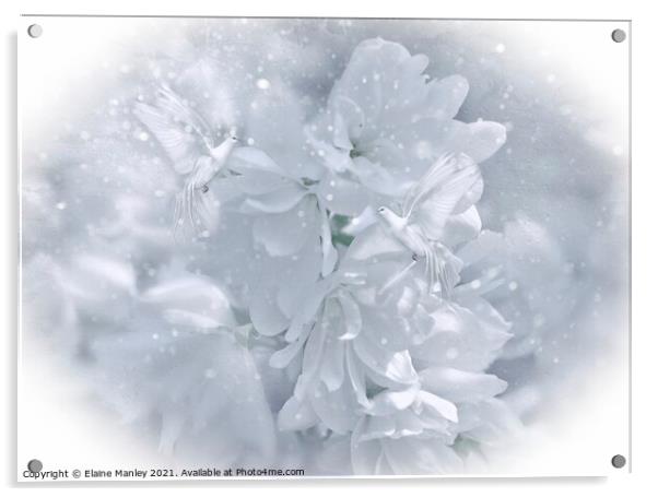 White Doves on White Azaleas Acrylic by Elaine Manley