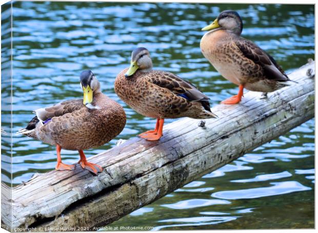  Ducks Afternoon Chat   Canvas Print by Elaine Manley