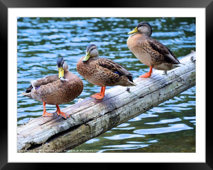  Ducks Afternoon Chat   Framed Mounted Print by Elaine Manley