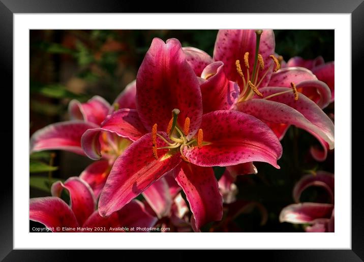 Bright Pink Day Lillies Framed Mounted Print by Elaine Manley