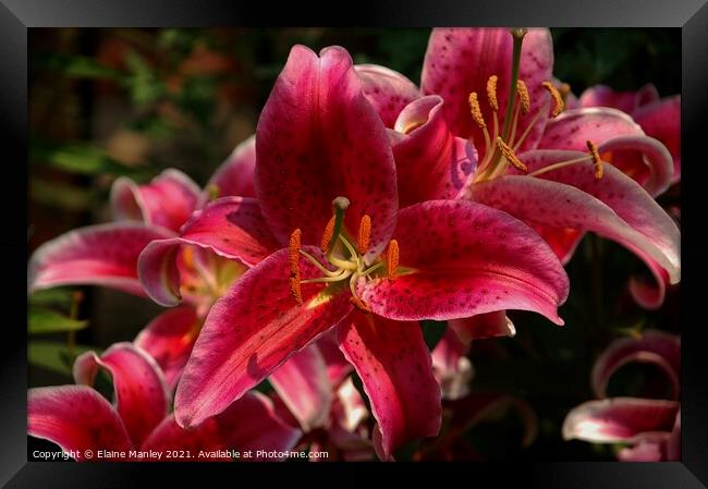 Bright Pink Day Lillies Framed Print by Elaine Manley