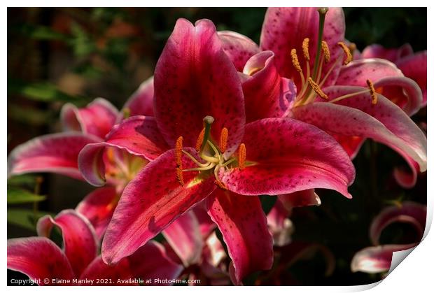 Bright Pink Day Lillies Print by Elaine Manley