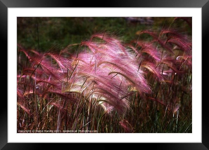  Flower   Wild Ornamental Grass Framed Mounted Print by Elaine Manley