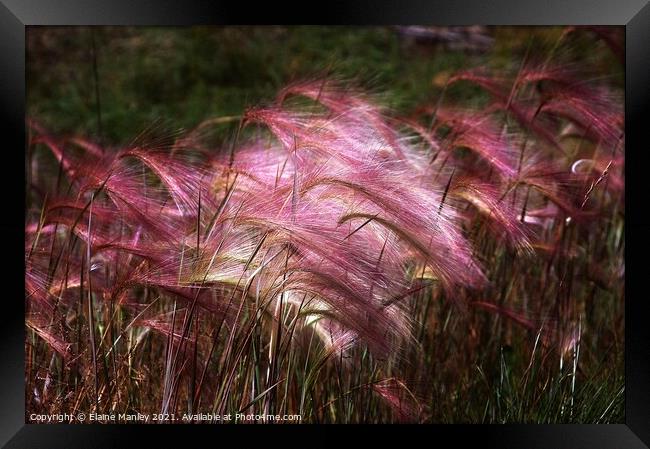  Flower   Wild Ornamental Grass Framed Print by Elaine Manley
