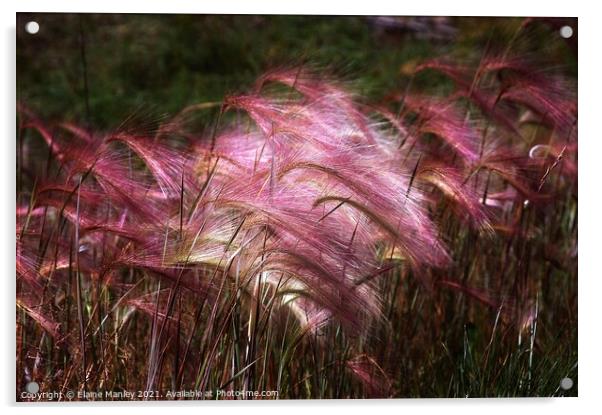  Flower   Wild Ornamental Grass Acrylic by Elaine Manley