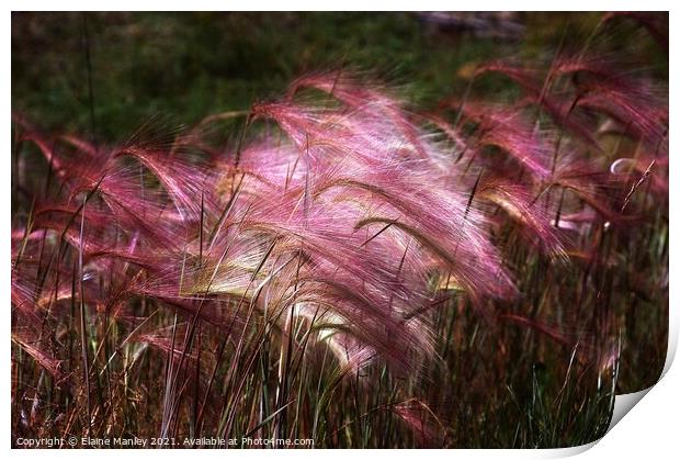  Flower   Wild Ornamental Grass Print by Elaine Manley